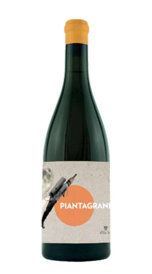 DSC_9879-Villa-Job-Pinot-Grigio-Piantagrane